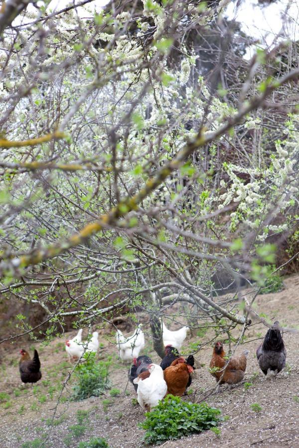 דנידין Hereweka Garden Retreat מראה חיצוני תמונה